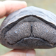 Imagen para el artículo titulado Salvan de la extinción a otra especie de tortuga de las Galápagos
